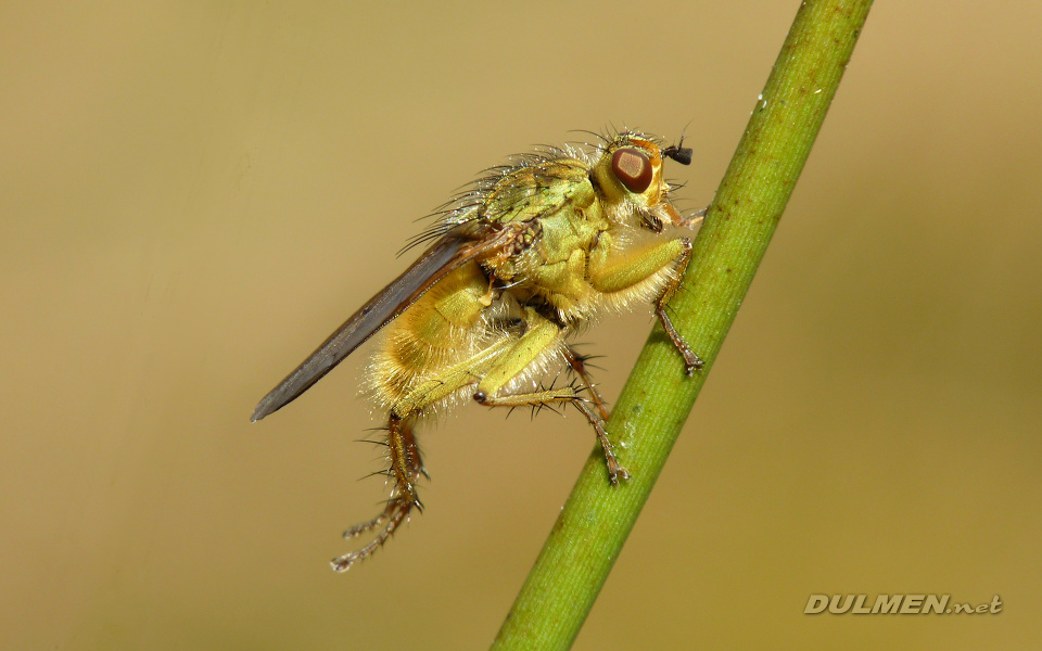 Golden Dung Fly (Scathophaga stercoraria)